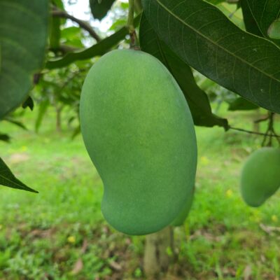 safe amrupali mango
