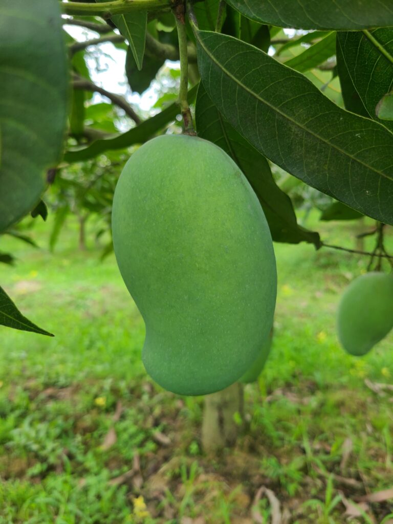 safe amrupali mango