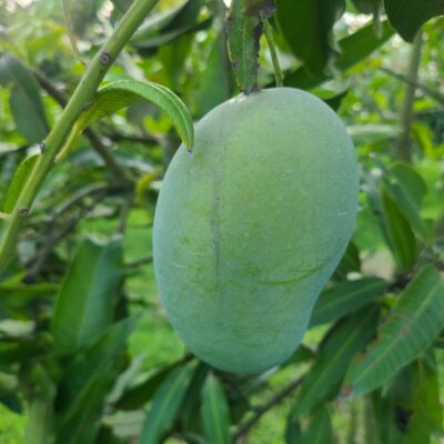 আম্রপালি বাগান সরাইগাছি