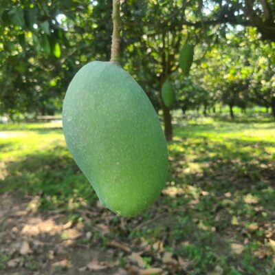 নাক ফজলি আম ২৪ কেজি