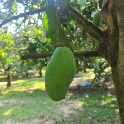 নাক ফজলি আম ১২ কেজি