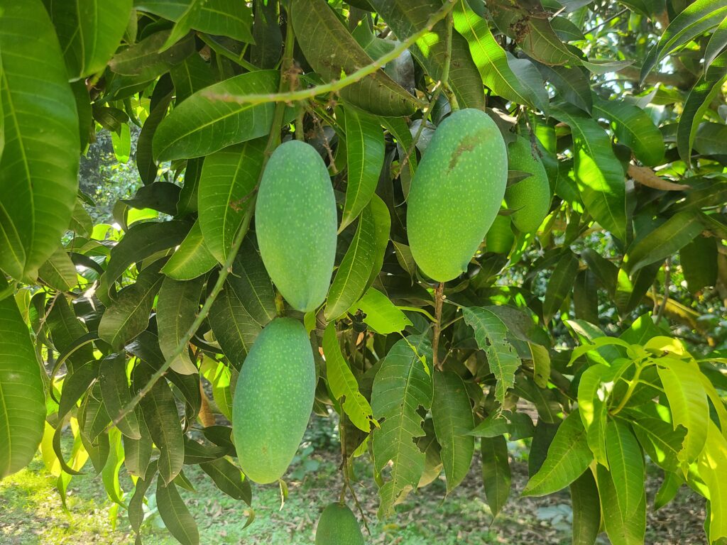 nakfozli mango GI product bangladesh