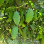 nakfozli mango GI product bangladesh