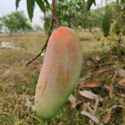 ব্যানানা ম্যাংগো ২০ কেজি