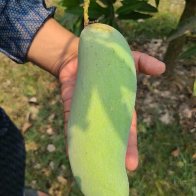 ব্যানানা ম্যাংগো ১০ কেজি
