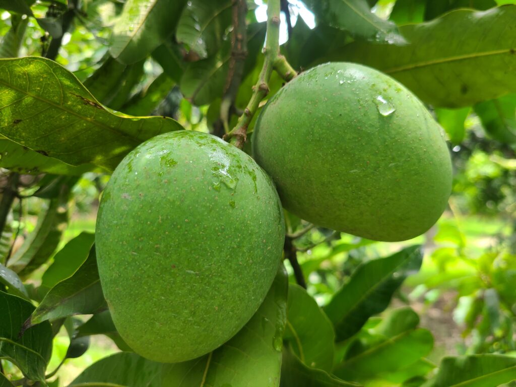 Himsagor Mango