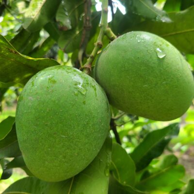 Best grade himsagor Mango