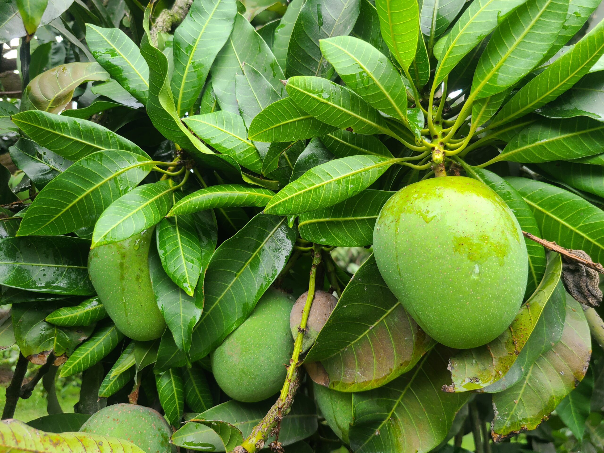 bristi veja himsagor mango