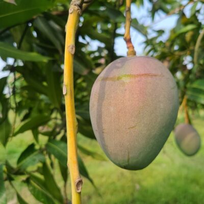 আমেরিকান রেড পালমার আম ২৪ কেজি