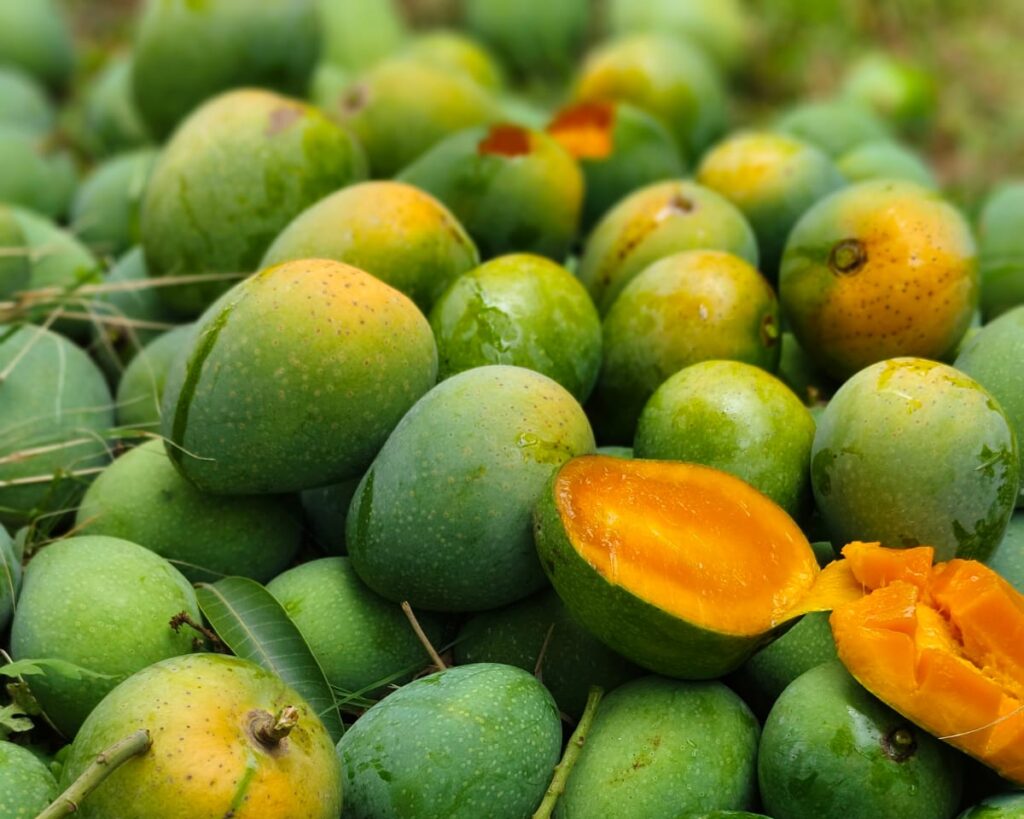 Ripen Himsagor Mango from Naogaon