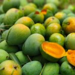 Ripen Himsagor Mango from Naogaon