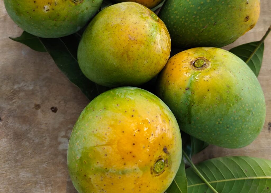 Himsagor mango GI product bangladesh