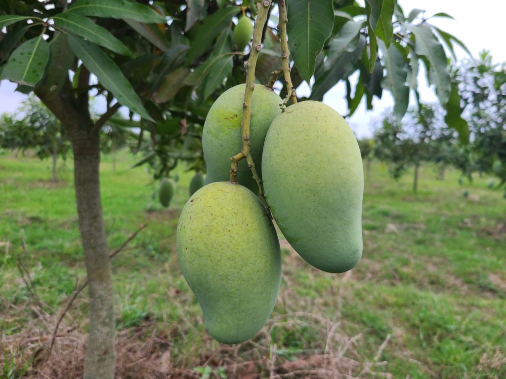amropali mango aam sapahar Naogaon
