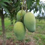 amropali mango aam sapahar Naogaon