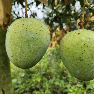 গৌড়মতি আম ১০ কেজি