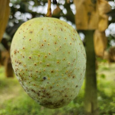 গৌড়মতি আম ২০ কেজি